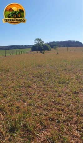 fazenda-de-73-alqueires-com-dupla-aptidao-soja-cana-e-pecuaria-excelente-logistica-e-rica-em-agua-big-0