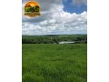 fazenda-de-luxo-de-6000-hectares-no-maranhao-10-mil-cabecas-de-gado-pista-de-pouso-e-padrao-cinematografico-small-0