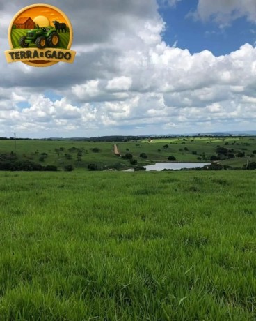 fazenda-de-luxo-de-6000-hectares-no-maranhao-10-mil-cabecas-de-gado-pista-de-pouso-e-padrao-cinematografico-big-0
