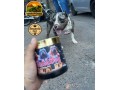 bombadog-gold-suplemento-alimentar-em-po-whey-para-caes-lata-450g-russdog-small-2