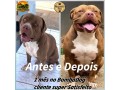kit-3-unidades-bombadog-gold-suplemento-em-po-para-caes-450g-cada-small-4