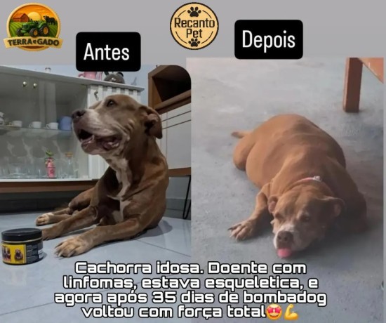kit-3-unidades-bombadog-gold-suplemento-em-po-para-caes-450g-cada-big-2