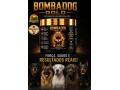 bombadog-gold-suplemento-alimentar-em-po-com-proteinas-e-creatina-para-caes-jovens-e-adultos-russdog-small-0