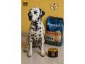 bombadog-gold-suplemento-alimentar-em-po-com-proteinas-e-creatina-para-caes-jovens-e-adultos-russdog-small-4