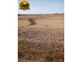 fazenda-de-925-hectares-em-flores-de-goias-go-vocacao-arrozeira-potencial-para-pivos-e-margem-do-rio-parana-small-0