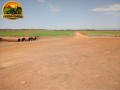 fazenda-de-925-hectares-em-flores-de-goias-go-vocacao-arrozeira-potencial-para-pivos-e-margem-do-rio-parana-small-1