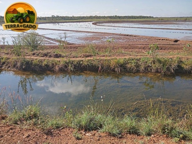 fazenda-de-925-hectares-em-flores-de-goias-go-vocacao-arrozeira-potencial-para-pivos-e-margem-do-rio-parana-big-3