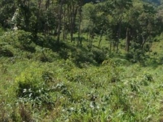 fazenda-de-40-alqueires-1936-ha-em-novo-alegre-to-formada-na-pecuaria-estrutura-completa-e-aceita-100-permuta