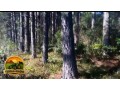 lote-de-madeira-em-pe-2500-toneladas-de-pinus-300-toneladas-de-eucalipto-24-anos-de-plantio-sul-do-rs-small-0