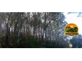 lote-de-madeira-em-pe-2500-toneladas-de-pinus-300-toneladas-de-eucalipto-24-anos-de-plantio-sul-do-rs-small-3