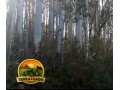 lote-de-madeira-em-pe-2500-toneladas-de-pinus-300-toneladas-de-eucalipto-24-anos-de-plantio-sul-do-rs-small-2