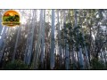lote-de-madeira-em-pe-2500-toneladas-de-pinus-300-toneladas-de-eucalipto-24-anos-de-plantio-sul-do-rs-small-4