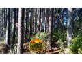 lote-de-madeira-em-pe-2500-toneladas-de-pinus-300-toneladas-de-eucalipto-24-anos-de-plantio-sul-do-rs-small-1