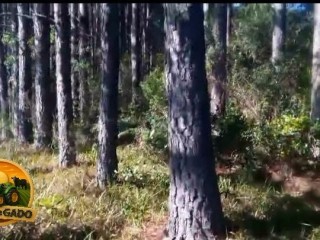 lote-de-madeira-em-pe-2500-toneladas-de-pinus-300-toneladas-de-eucalipto-24-anos-de-plantio-sul-do-rs