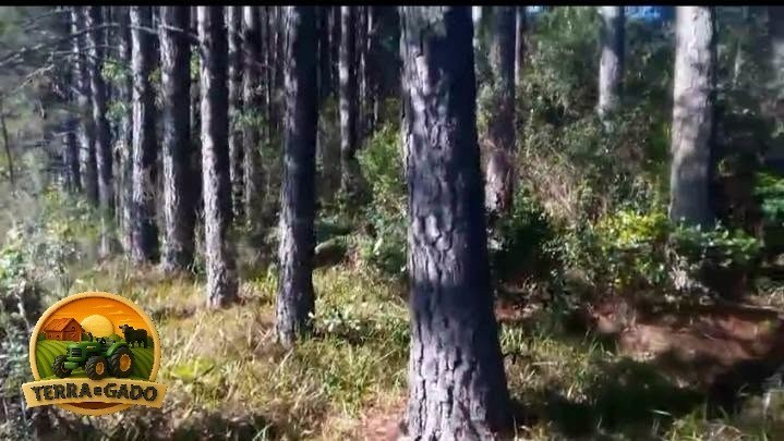 lote-de-madeira-em-pe-2500-toneladas-de-pinus-300-toneladas-de-eucalipto-24-anos-de-plantio-sul-do-rs-big-0