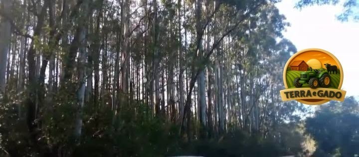 lote-de-madeira-em-pe-2500-toneladas-de-pinus-300-toneladas-de-eucalipto-24-anos-de-plantio-sul-do-rs-big-3