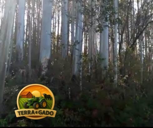 lote-de-madeira-em-pe-2500-toneladas-de-pinus-300-toneladas-de-eucalipto-24-anos-de-plantio-sul-do-rs-big-2