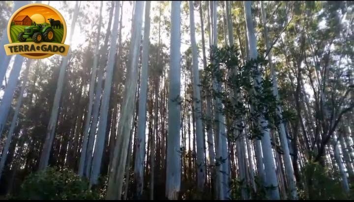 lote-de-madeira-em-pe-2500-toneladas-de-pinus-300-toneladas-de-eucalipto-24-anos-de-plantio-sul-do-rs-big-4