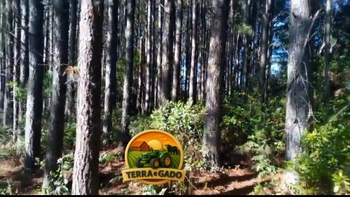 lote-de-madeira-em-pe-2500-toneladas-de-pinus-300-toneladas-de-eucalipto-24-anos-de-plantio-sul-do-rs-big-1