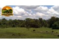 fazenda-a-venda-em-tailandia-para-beira-do-rio-moju-small-4