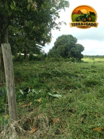 fazenda-a-venda-em-tailandia-para-beira-do-rio-moju-big-0