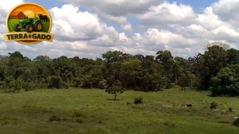 fazenda-a-venda-em-tailandia-para-beira-do-rio-moju-big-4