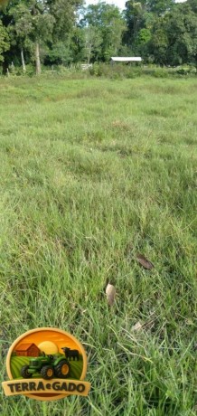 fazenda-a-venda-em-tailandia-para-beira-do-rio-moju-big-1