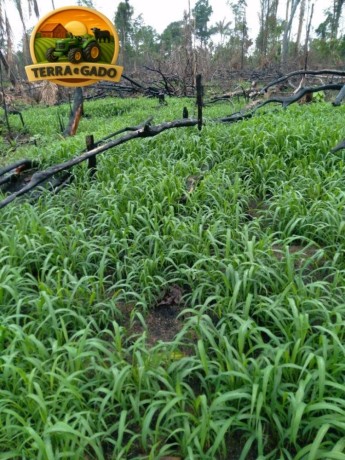 fazenda-a-venda-em-tailandia-para-beira-do-rio-moju-big-3