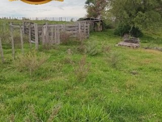 arrendamento-pecuario-350-hectares-em-pinheiro-machado-rs