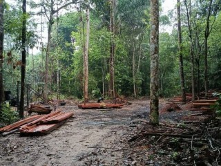 area-rural-no-para-com-acai-e-castanha-30-alqueires-a-venda