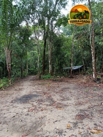 area-rural-no-para-com-acai-e-castanha-30-alqueires-a-venda-big-1