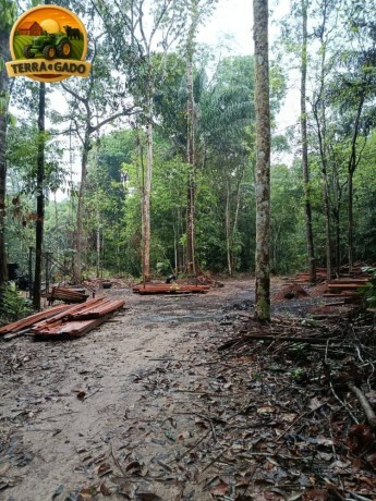 area-rural-no-para-com-acai-e-castanha-30-alqueires-a-venda-big-0