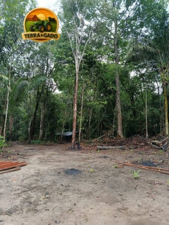 area-rural-no-para-com-acai-e-castanha-30-alqueires-a-venda-big-4