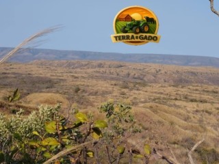 fazenda-a-venda-em-formosa-go-1147-hectares-para-pecuaria-ou-reserva