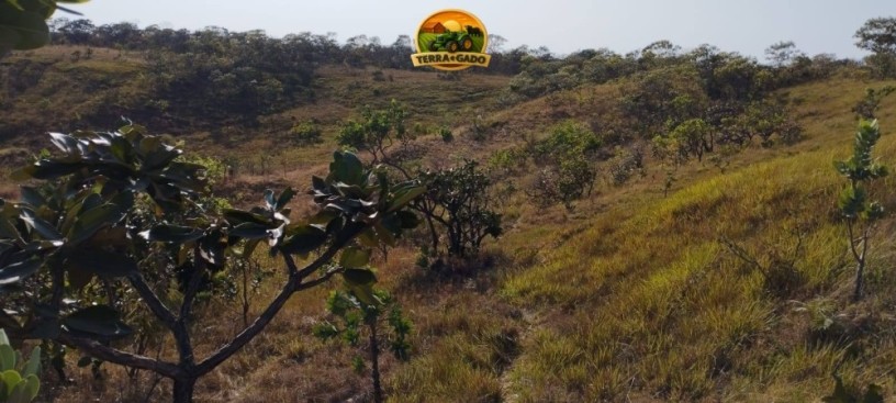 fazenda-a-venda-em-formosa-go-1147-hectares-para-pecuaria-ou-reserva-big-2