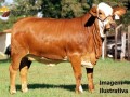 vacas-simbrasil-small-0