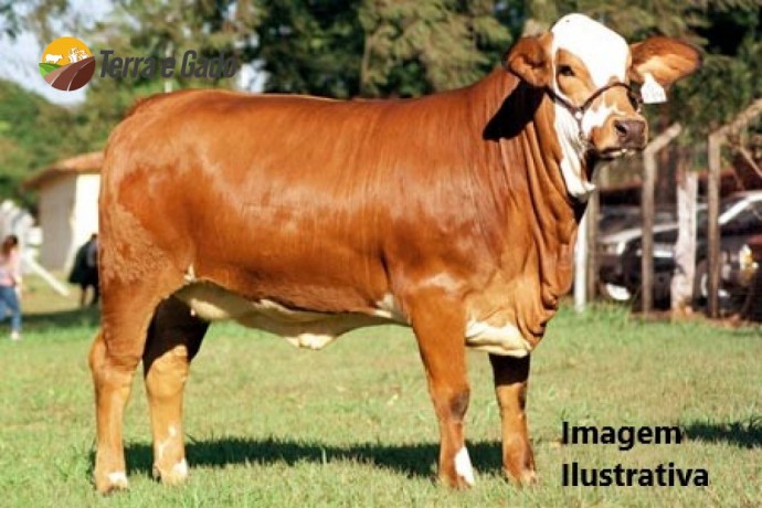 vacas-simbrasil-big-0