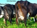 vendo-vacas-leiteiras-small-4