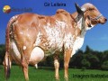 vendo-vacas-leiteiras-small-3