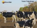 vendo-vacas-leiteiras-small-2