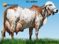 vendo-vacas-leiteiras-small-1