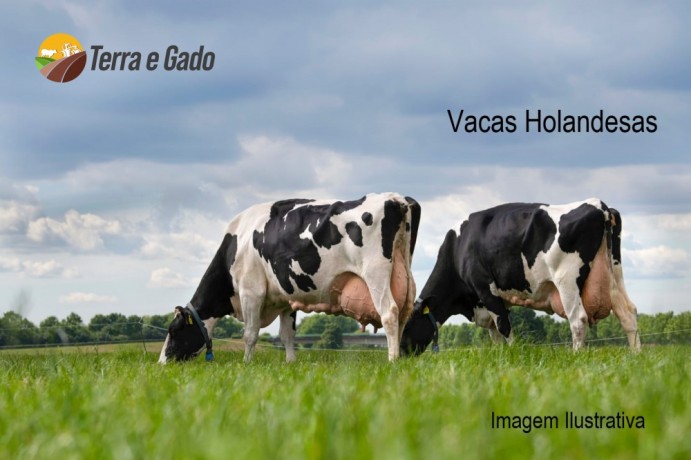 vendo-vacas-leiteiras-big-0