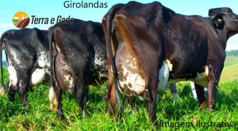 vendo-vacas-leiteiras-big-4