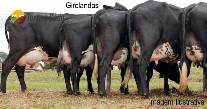 vendo-vacas-leiteiras-big-5