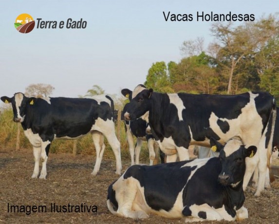 vendo-vacas-leiteiras-big-2