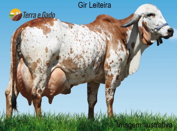 vendo-vacas-leiteiras-big-1