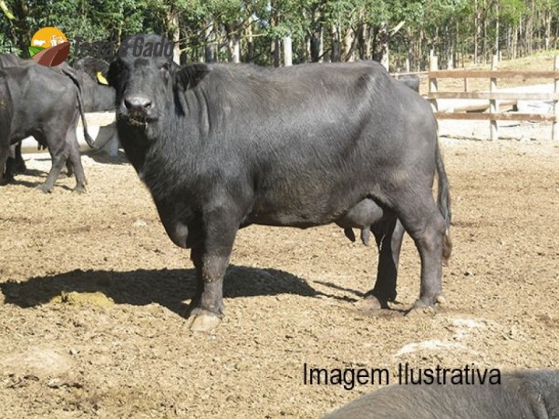 bufala-murrah-leiteira-big-1