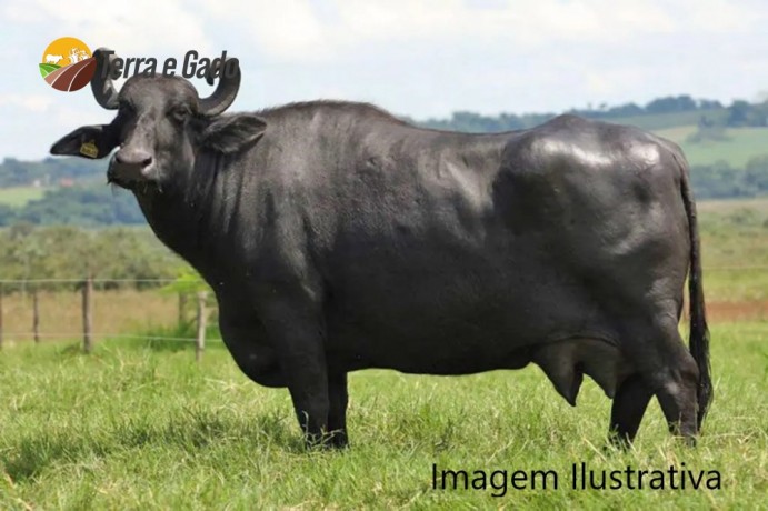 bufala-murrah-leiteira-big-0