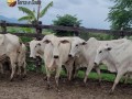 12-vacas-aneloradas-small-0
