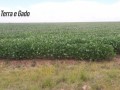 18-hectares-itaqui-rs-small-5